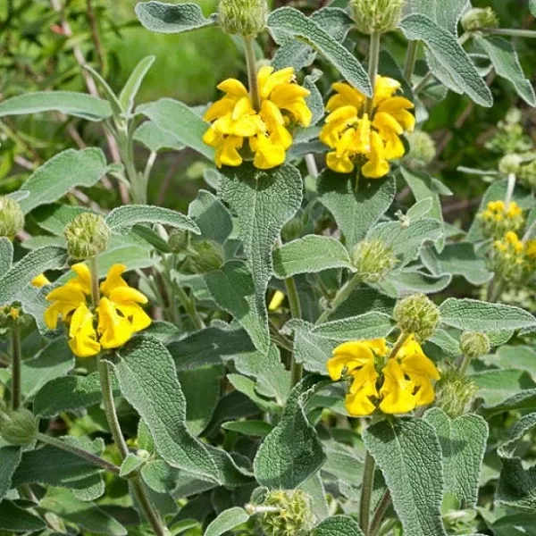 Jerusalem Sage