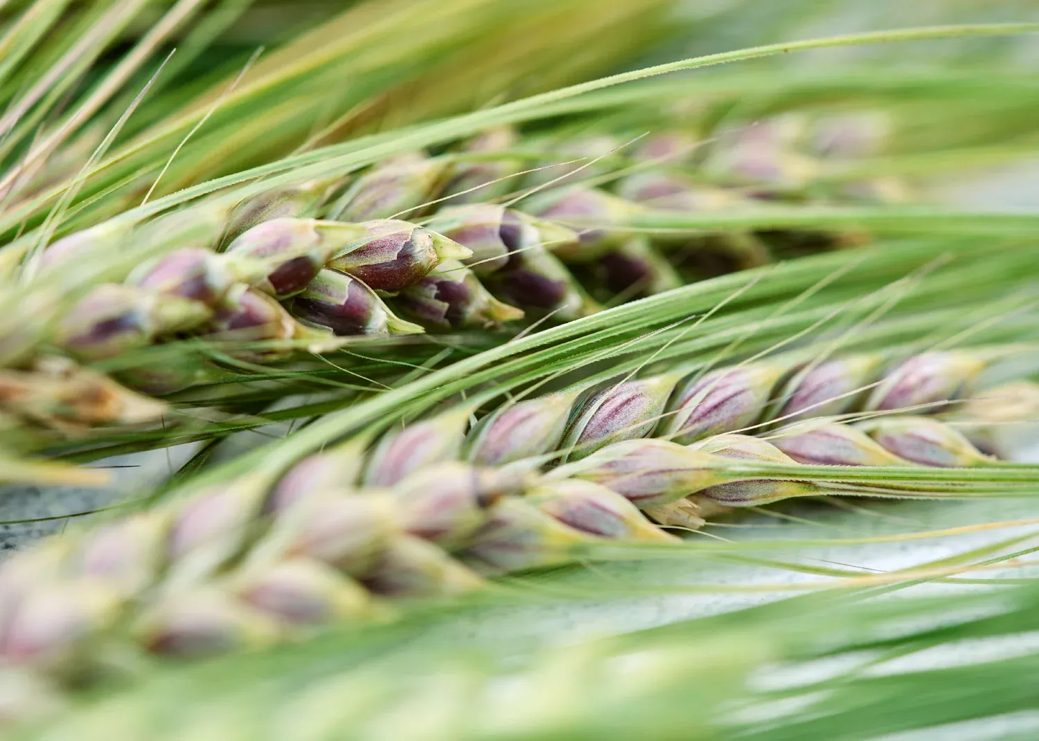 Jet Black Barley - Organic Cover Crop Seeds