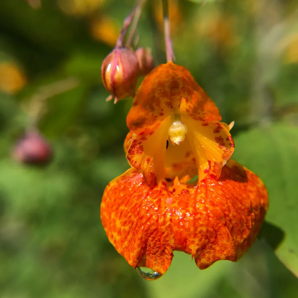 Jewelweed, Orange (Impatiens capensis)