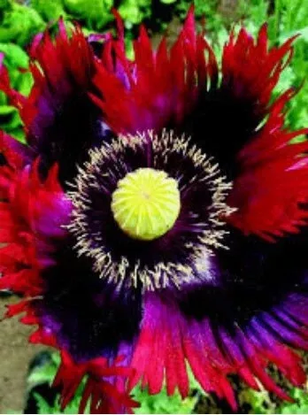 Jimi Hendrix Poppy Seeds, Jimi’s Flag, Purple, Red, Black, Certified Organic, poppies PS121CR