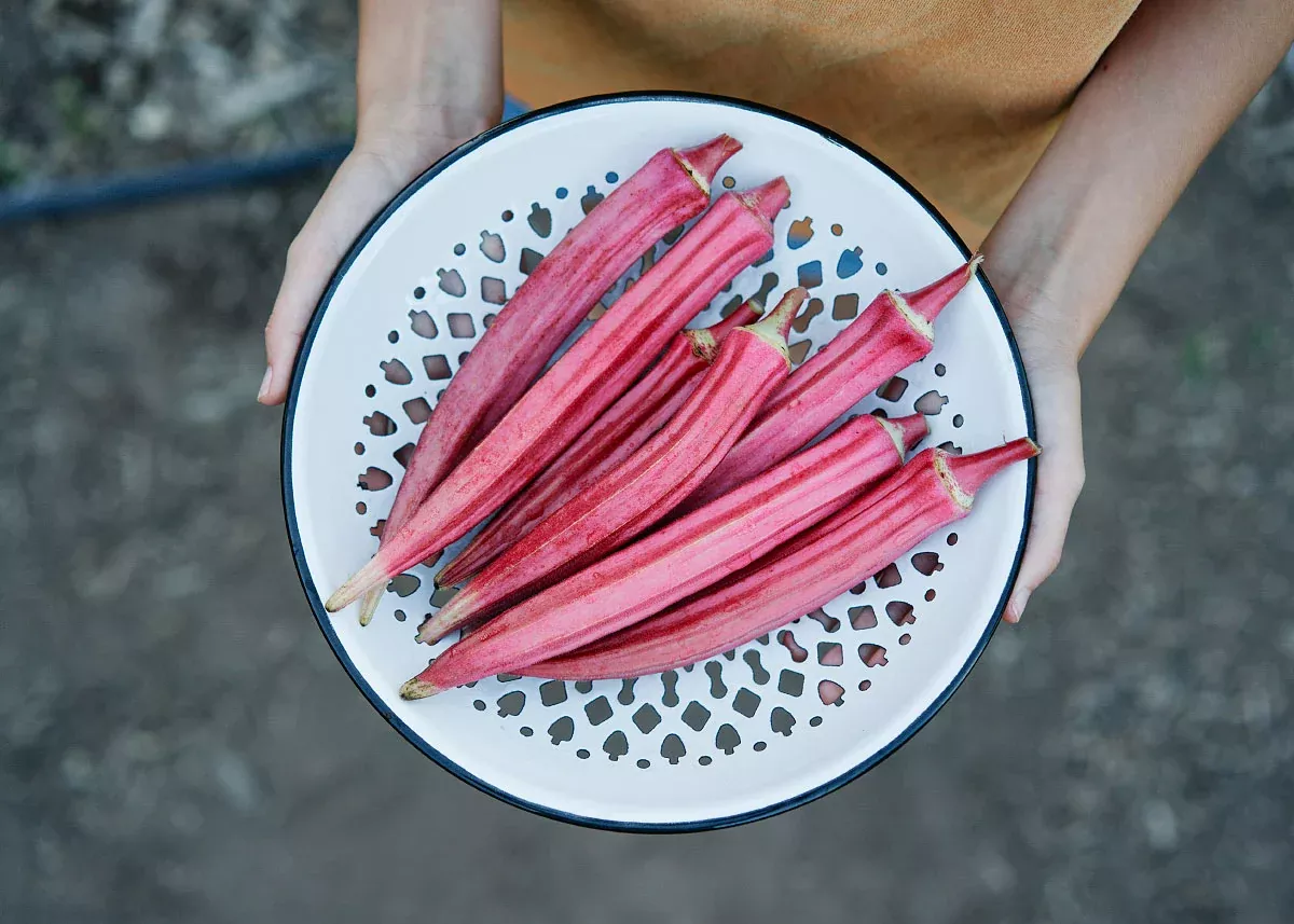 Jing Orange - Okra Seeds