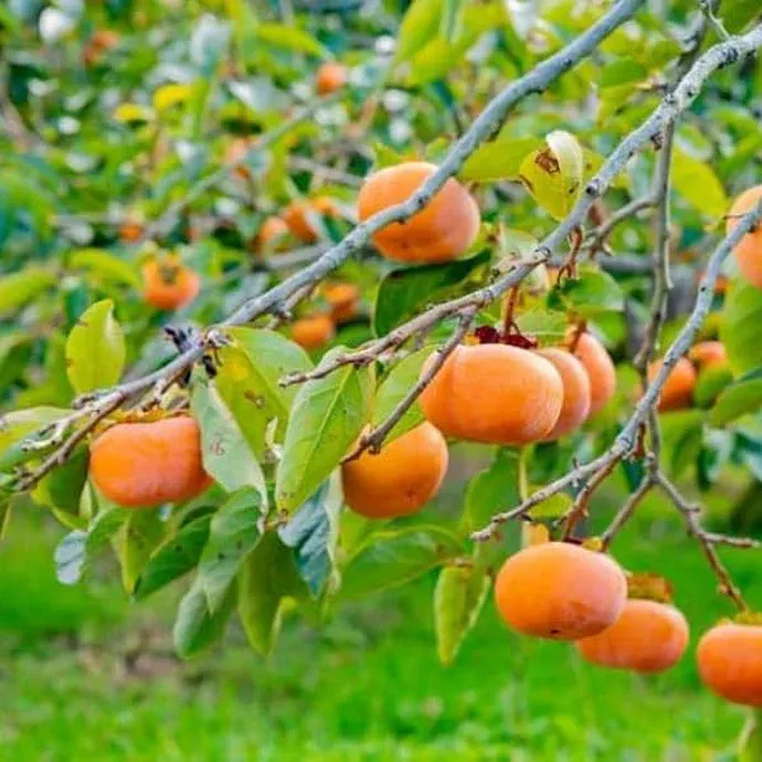 Jiro Persimmon Tree