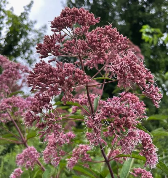 Joe Pye Weed Seeds