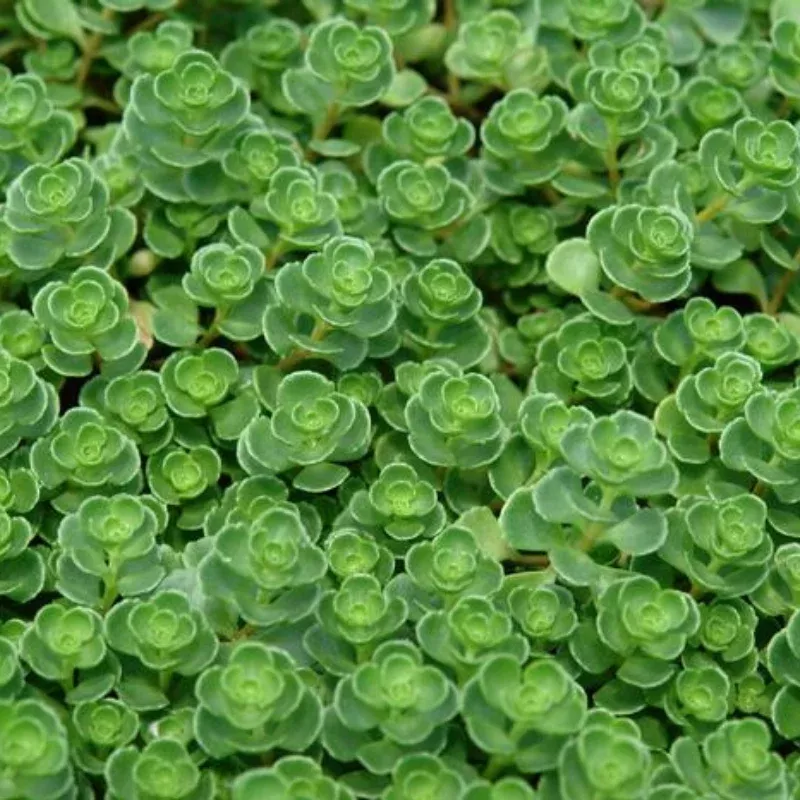 John Creech Sedum Plant Plug (Sedum spurium 'John Creech') – Compact Mat-Forming Succulent for Rock Gardens.