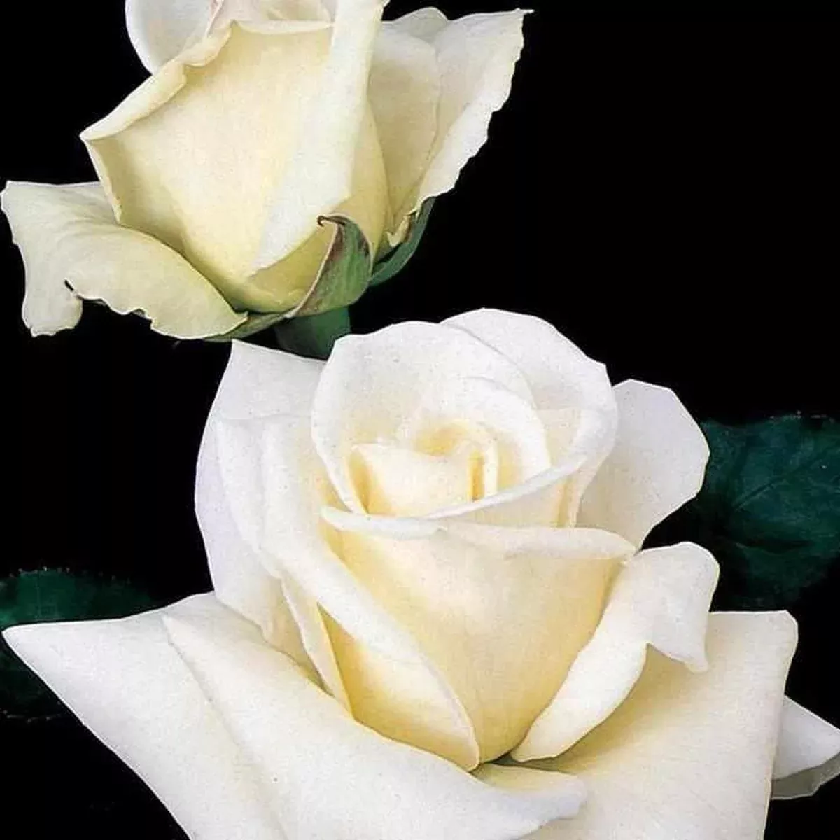 John F. Kennedy Hybrid Tea Rose