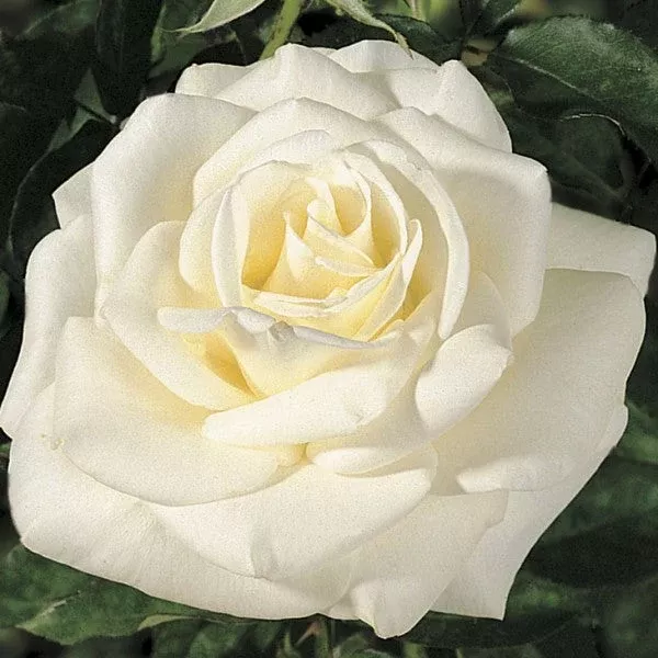 John F. Kennedy Rose