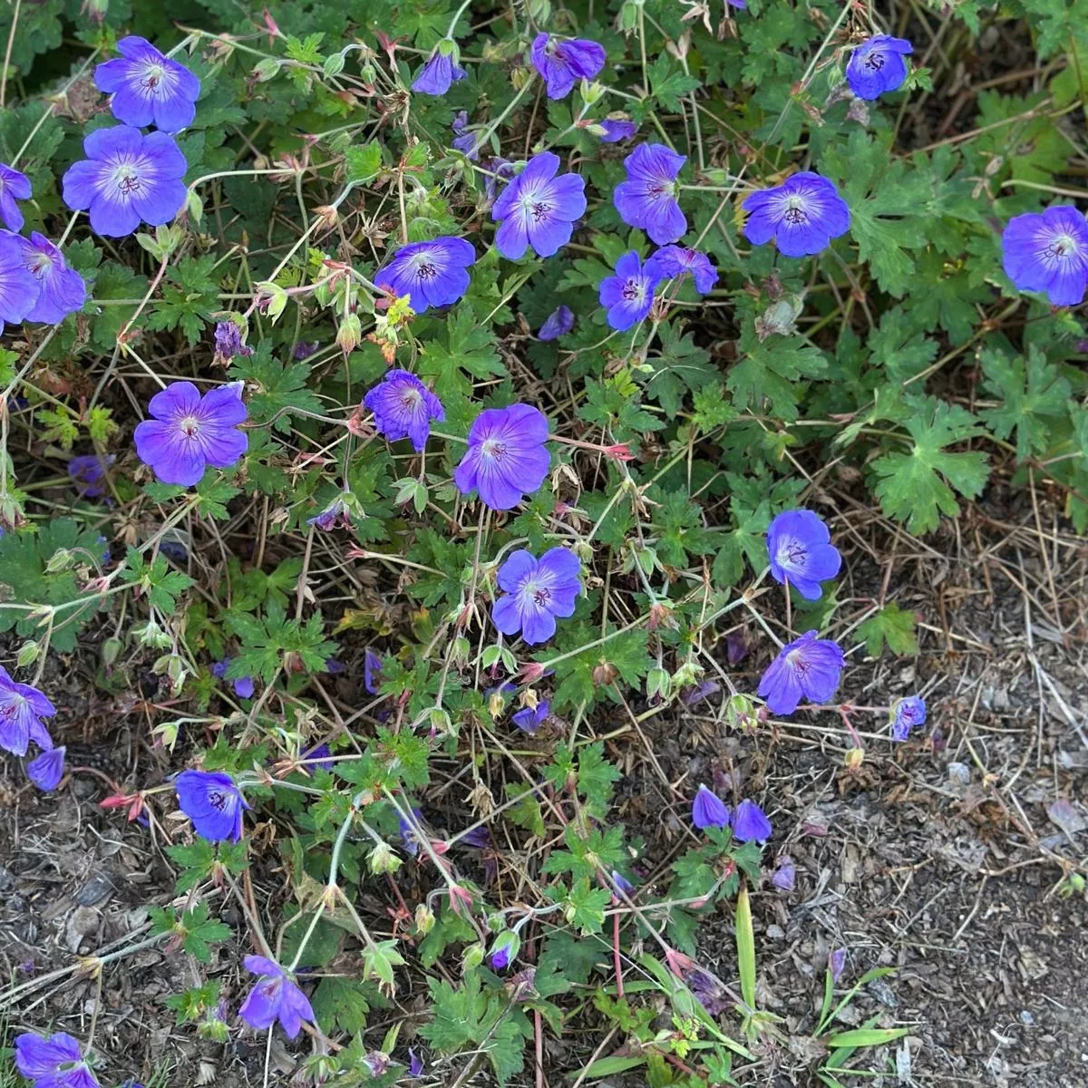 Johnson's Blue Cranesbill