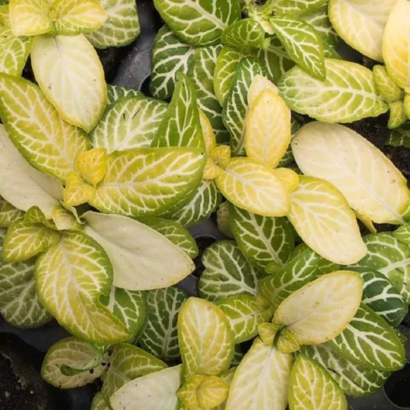 Jolly Lemon Fittonia Plant Plug – Bright Lemon-Green Veined Nerve Plant, Ideal for Small Spaces and Low-Light
