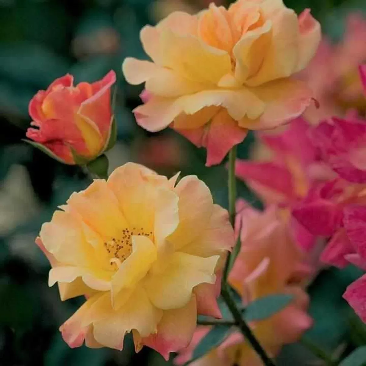 Joseph's Coat Climbing Rose