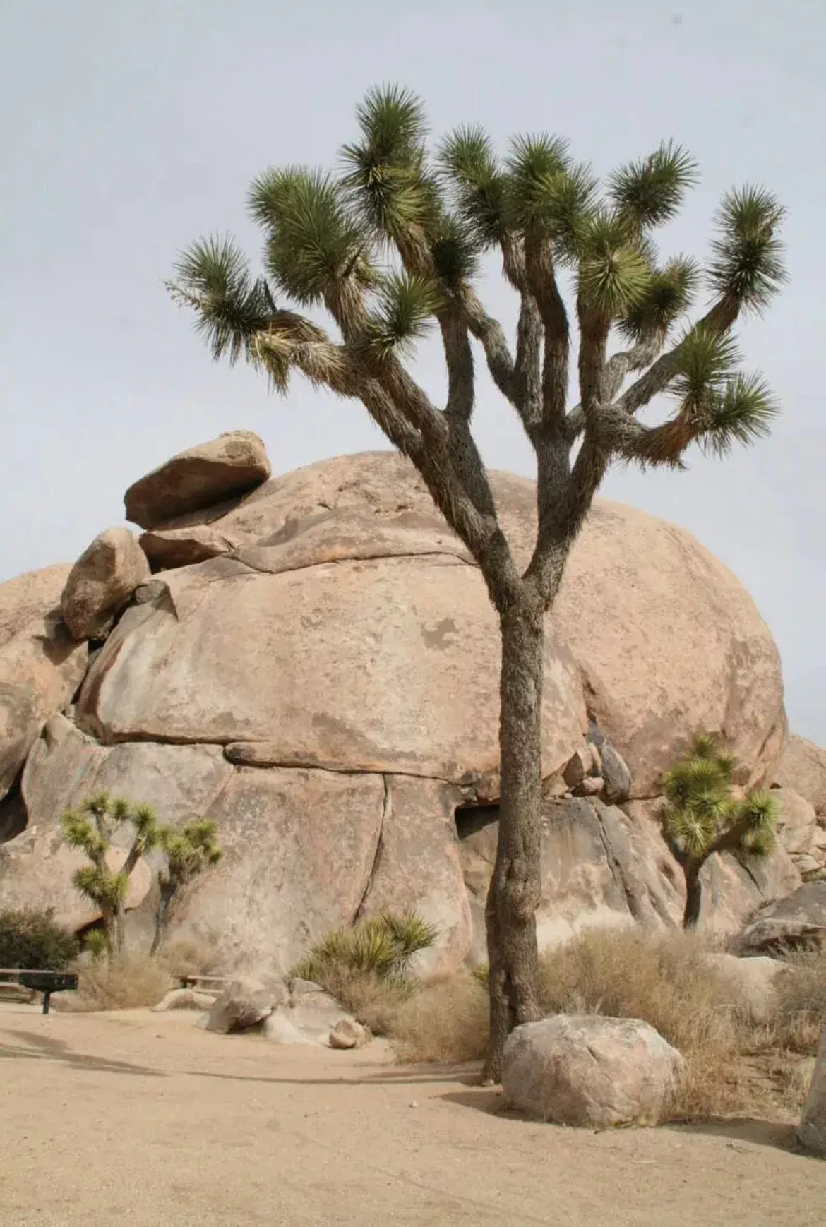 Joshua Tree Seeds, US Native, Mojave Desert, Yucca Brevifolia YU0210