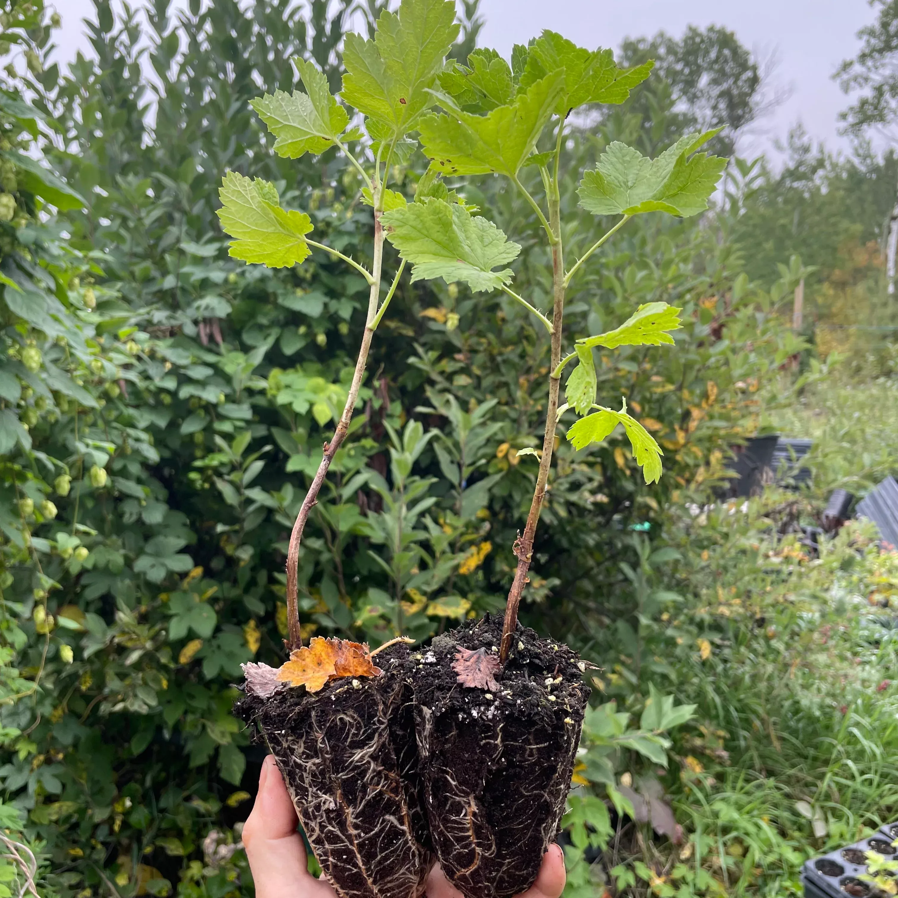 Jostaberry (Ribes x nidigrolaria 'Josta')