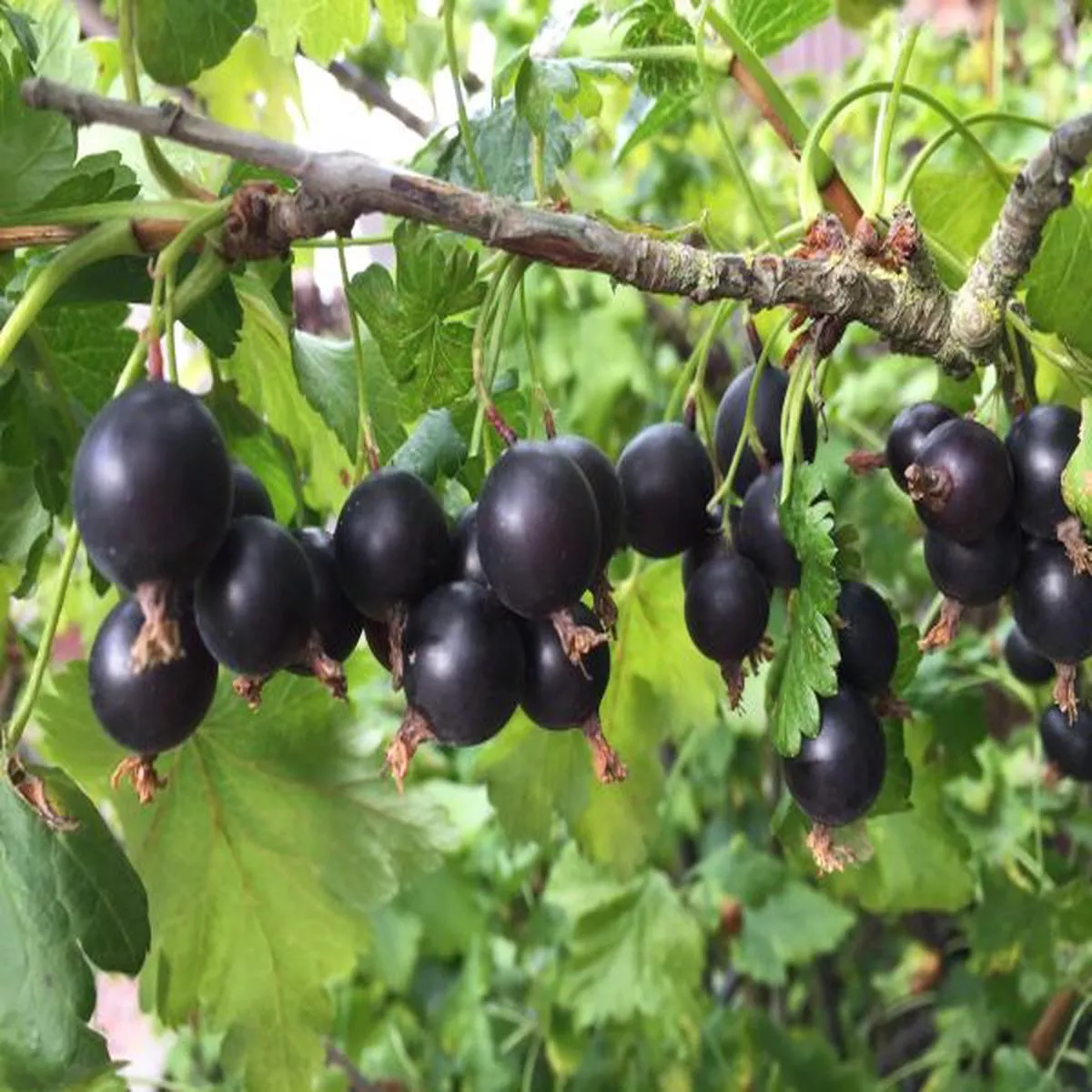 JostaberryRibes nidigrolaria
