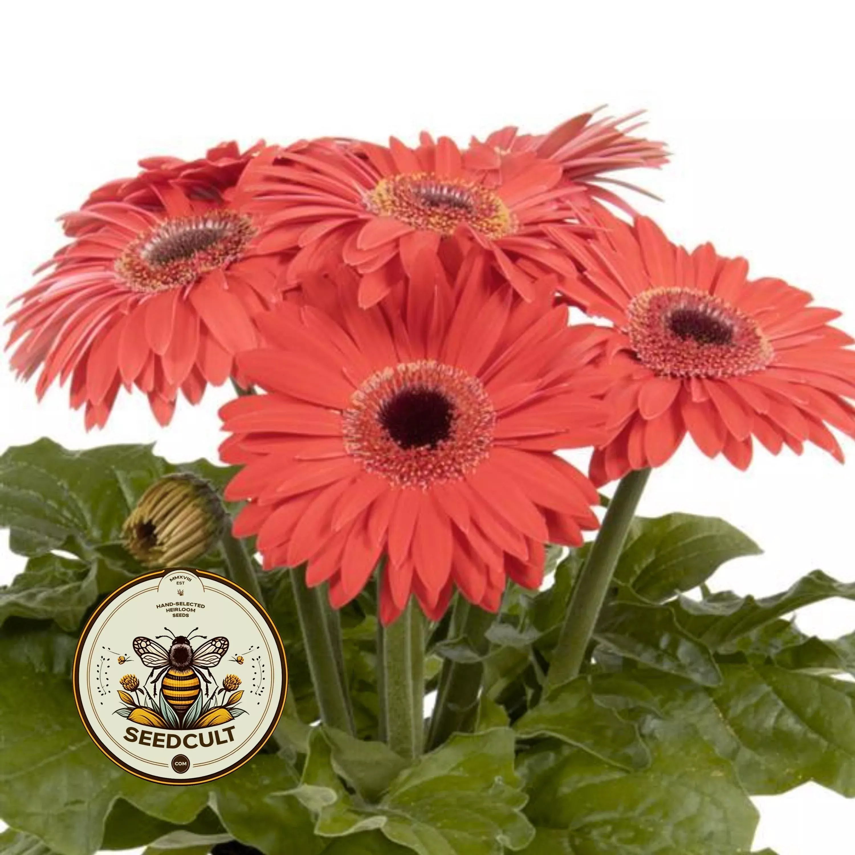 JOYBERA CORAL DARK EYE GERBERA DAISY