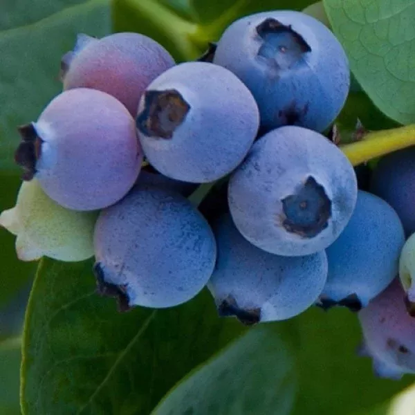 Jubilee Blueberry