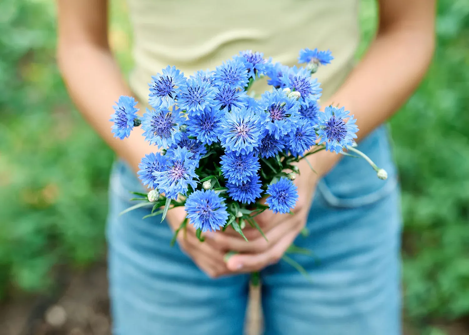 Jubilee Gem - Organic Centaurea Seeds