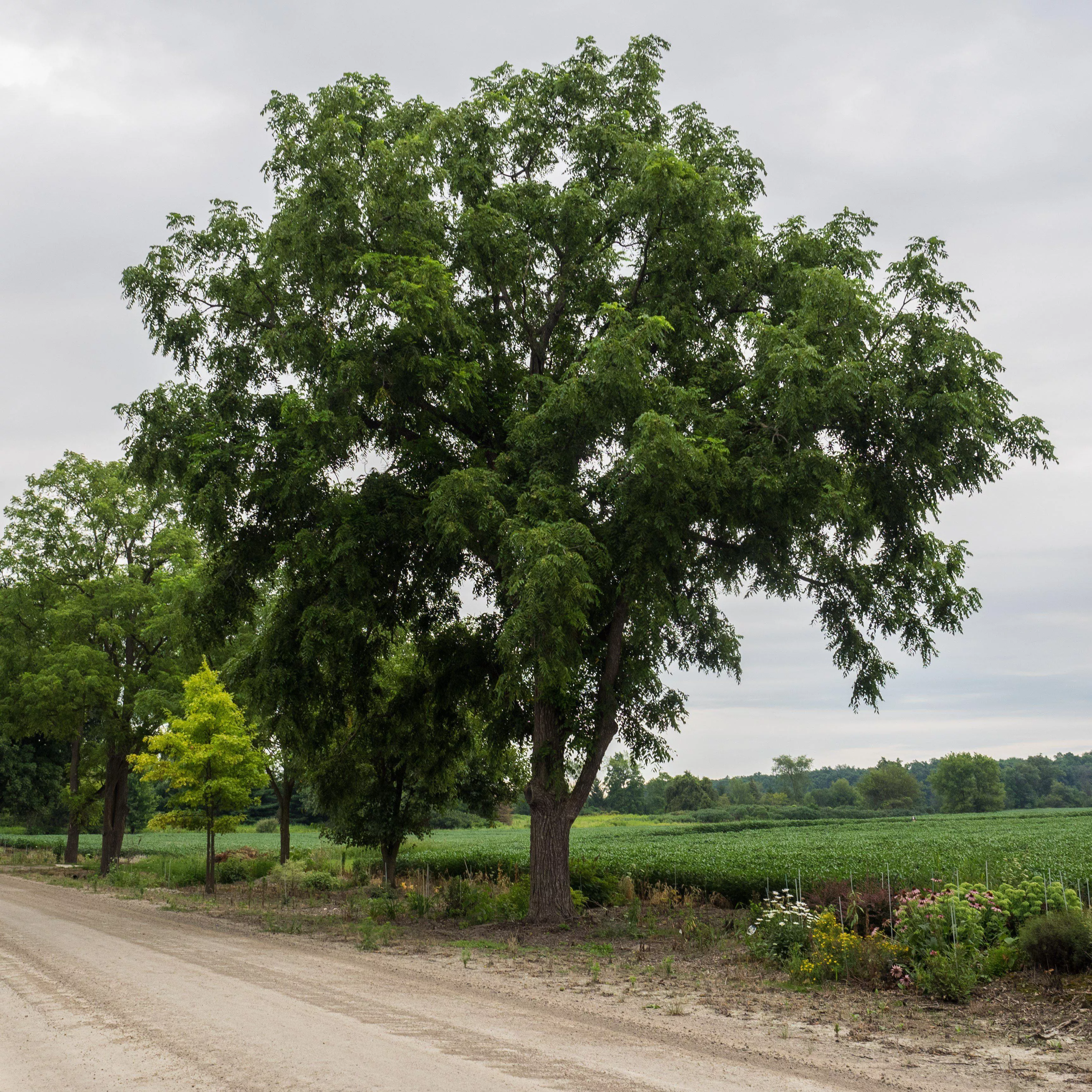 Juglans nigra- Black Walnut