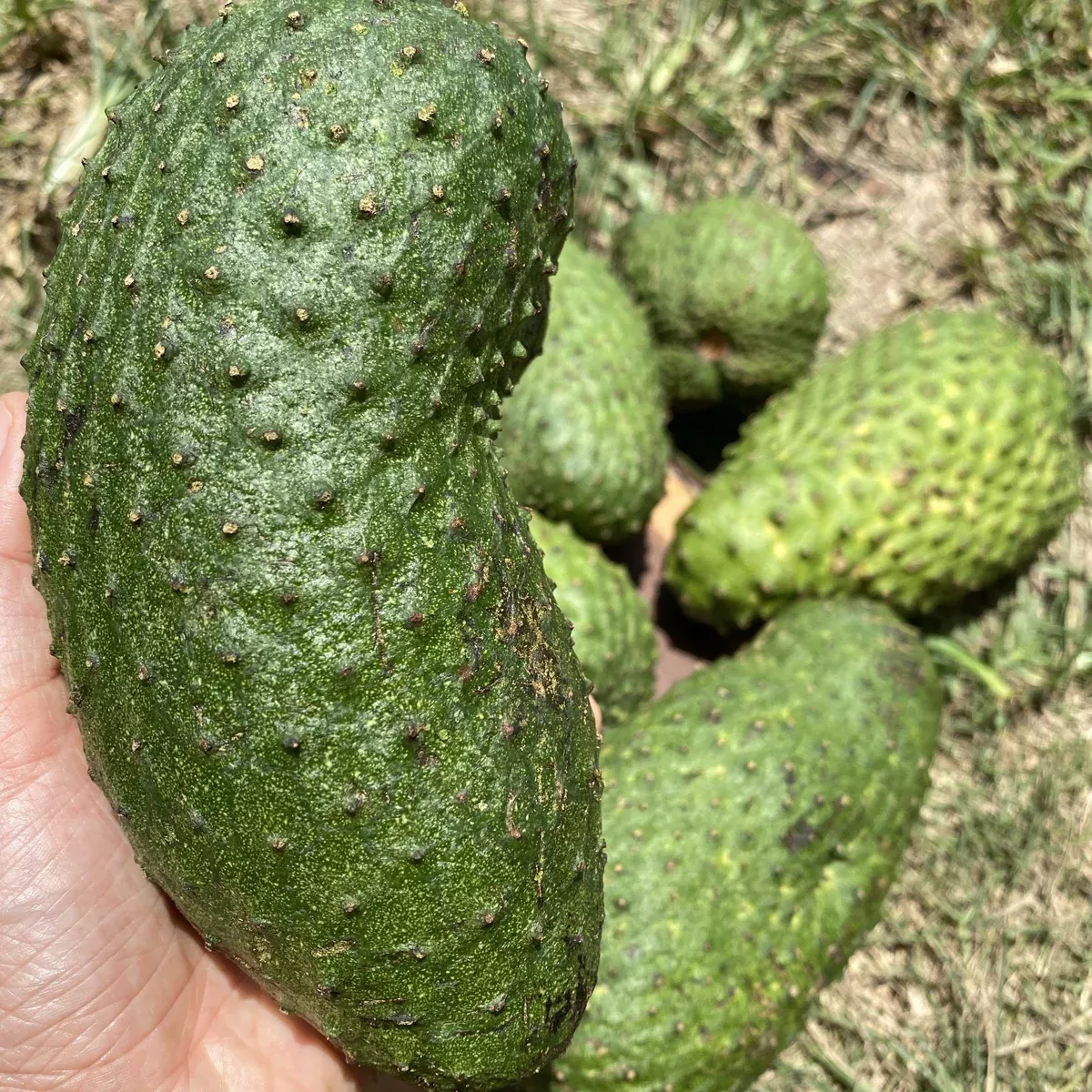 Juicing/Cooking Soursop