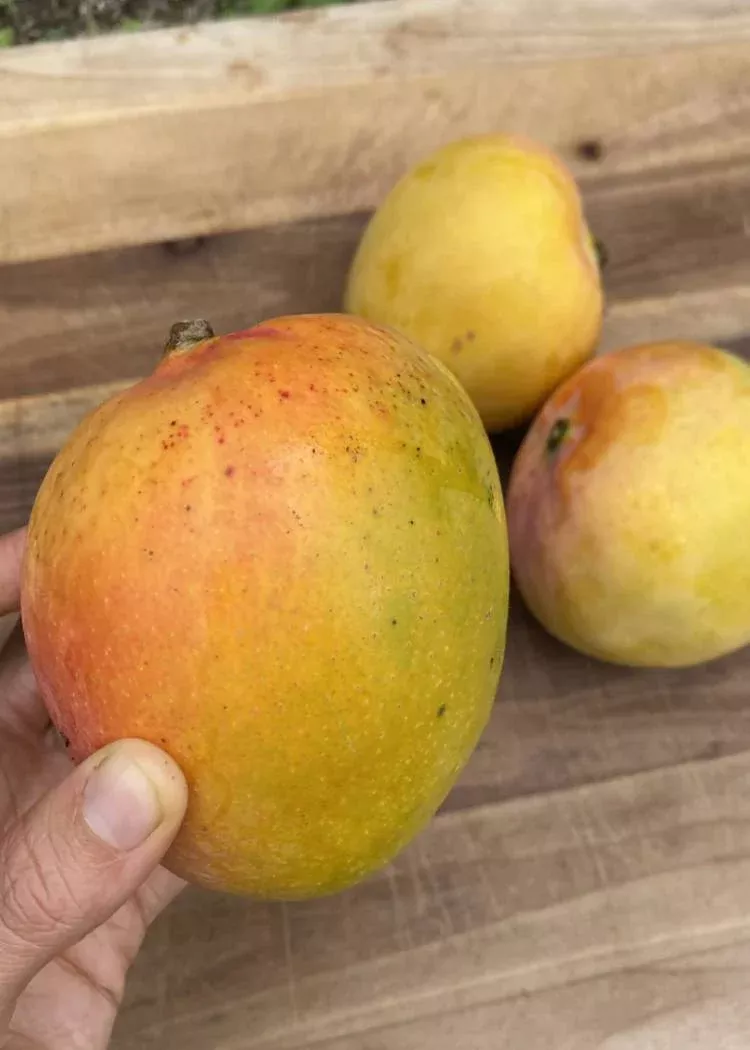 Juicy Peach Mango Tree