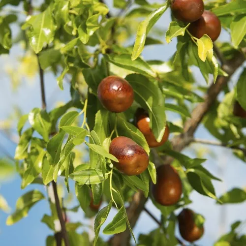 Jujube (Táo tàu)