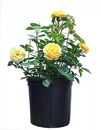 Julia Child™ Floribunda Rose