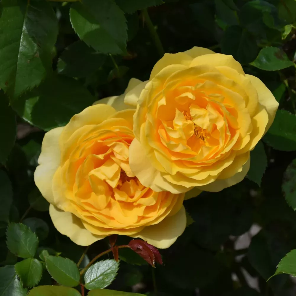Julia Child™ Rose