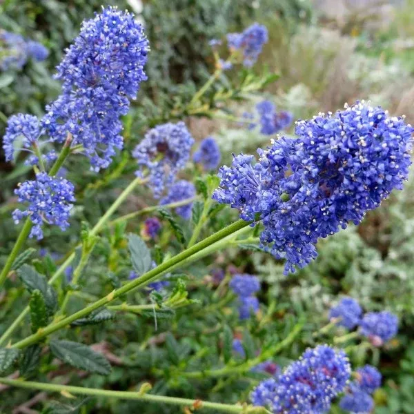 Julia Phelps California Lilac
