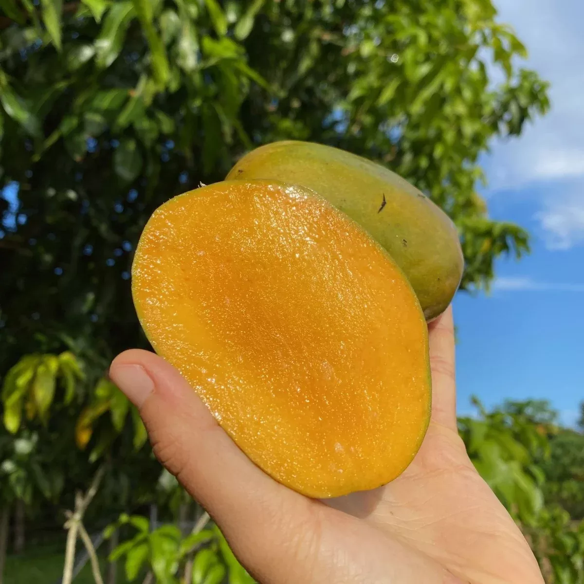 Julie Mango *Pre-Order*