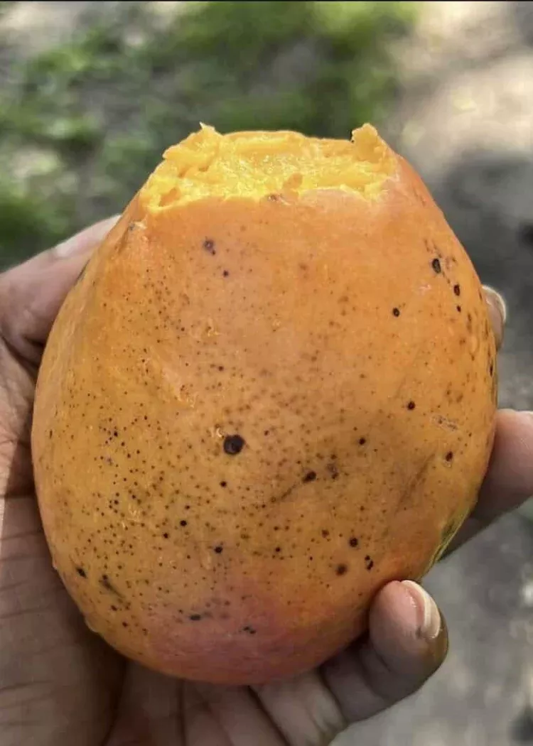 Julie Mango Tree