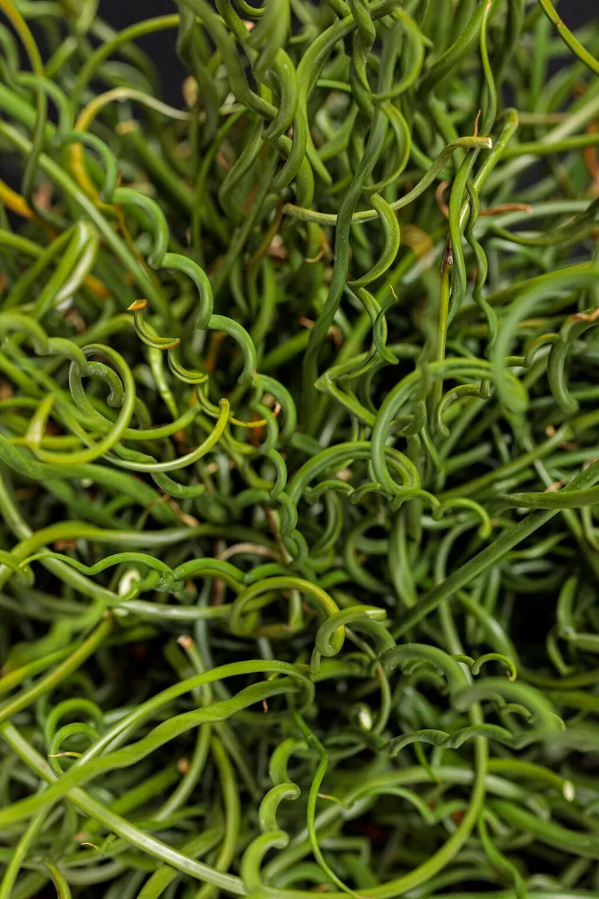 Juncus effusus Graceful Grasses 'Curly Wurly'