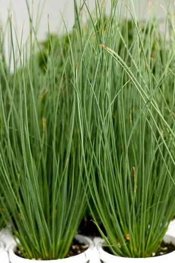Juncus inflexus Graceful Grasses 'Blue Mohawk'