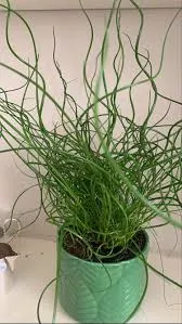 JUNCUS SPIRALIS