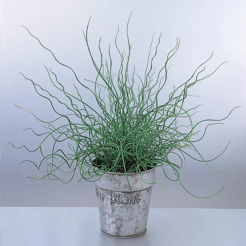 Juncus Twister Plant Plug (Juncus effusus 'Twister') – Unique Corkscrew Grass with Eye-Catching Texture for Water Gardens