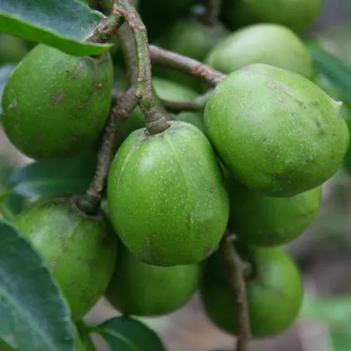 June Plum