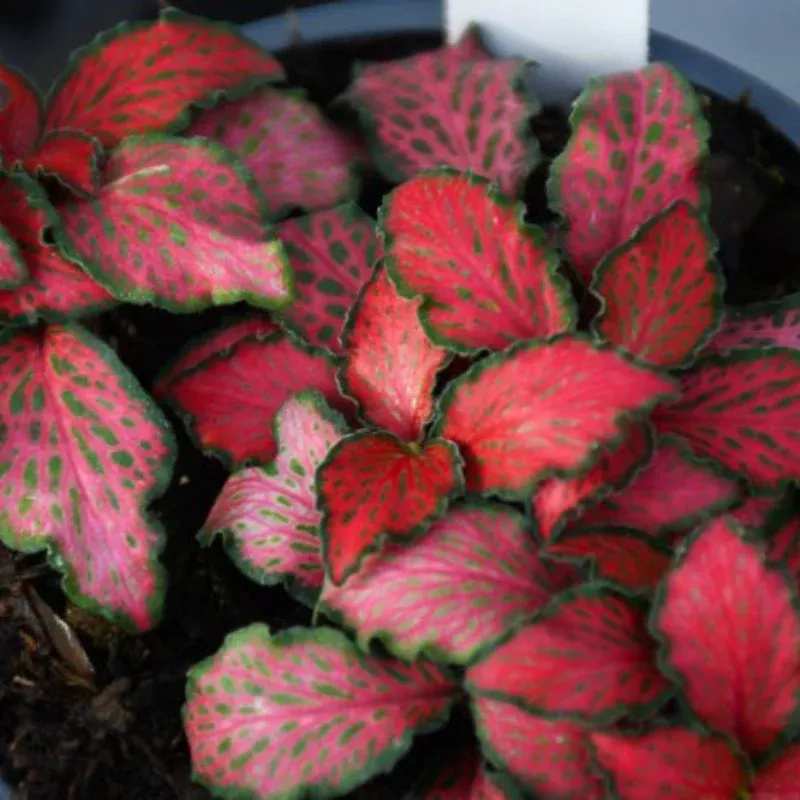 Jungle Flame Fittonia Plant Plug (Fittonia spp.) – Tropical-Style Red Veins and Green Leaves for Indoor Use.