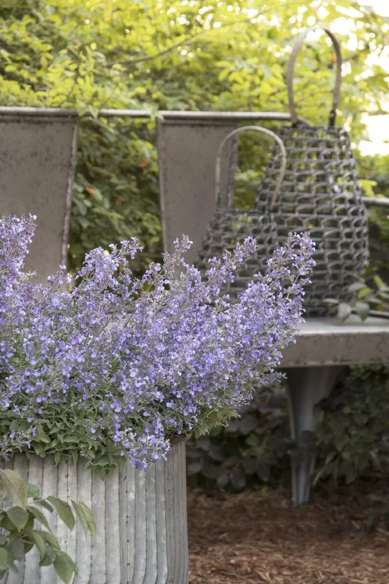 Junior Walker™ Catmint