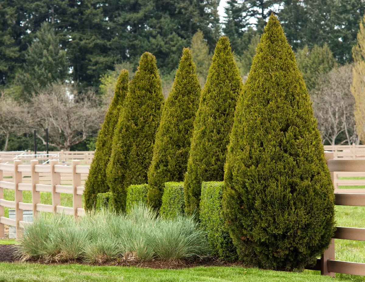 Juniper Mixed Varieties