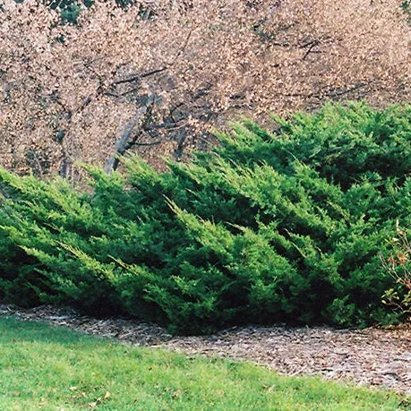 Juniper Sea Green - 3 Gallon Potted Evergreen Shrub