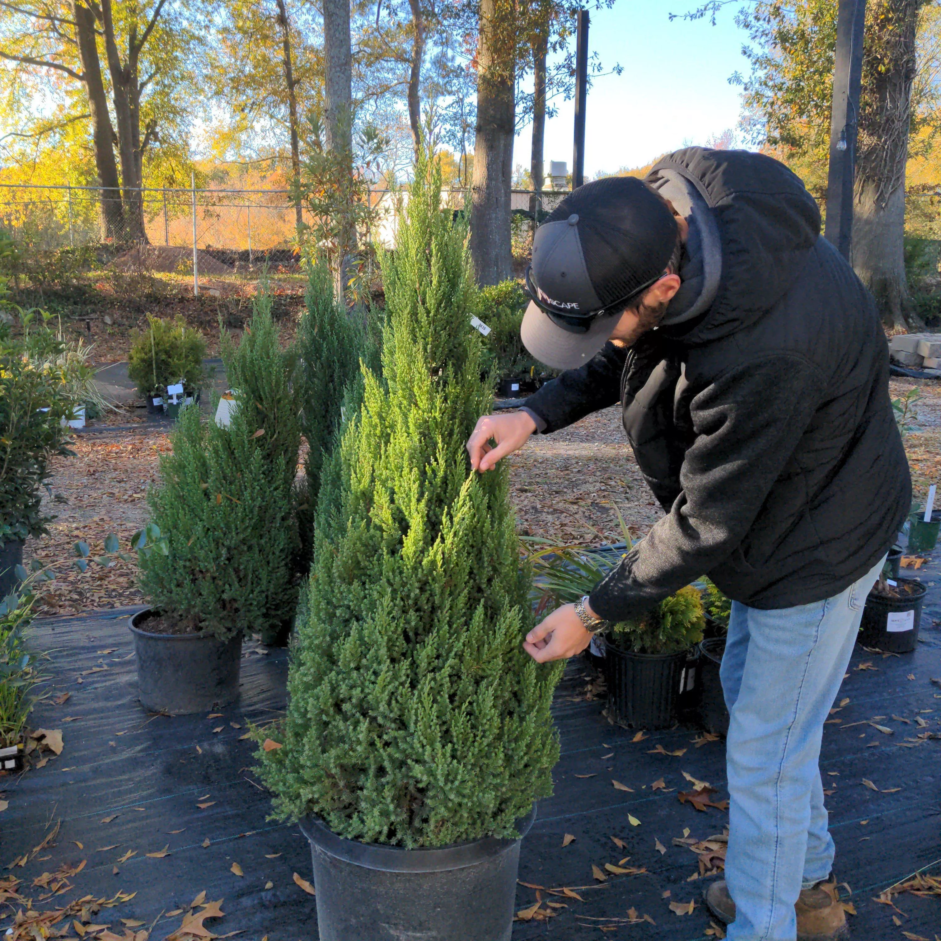 Juniperus chinensis 'Blue Point'- Blue Point Juniper