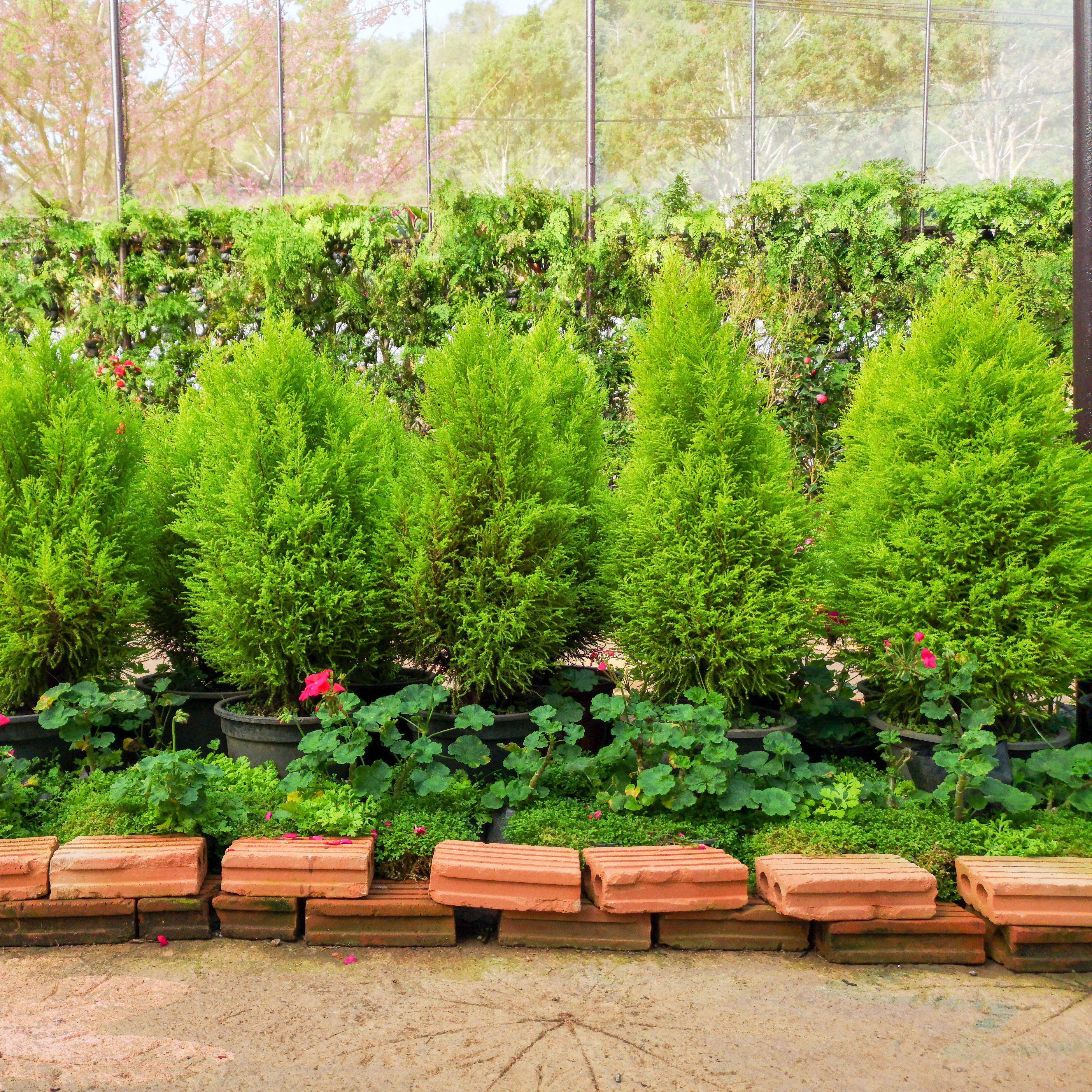 Juniperus chinensis 'Hetzii Columnaris'- Green Columnar Juniper