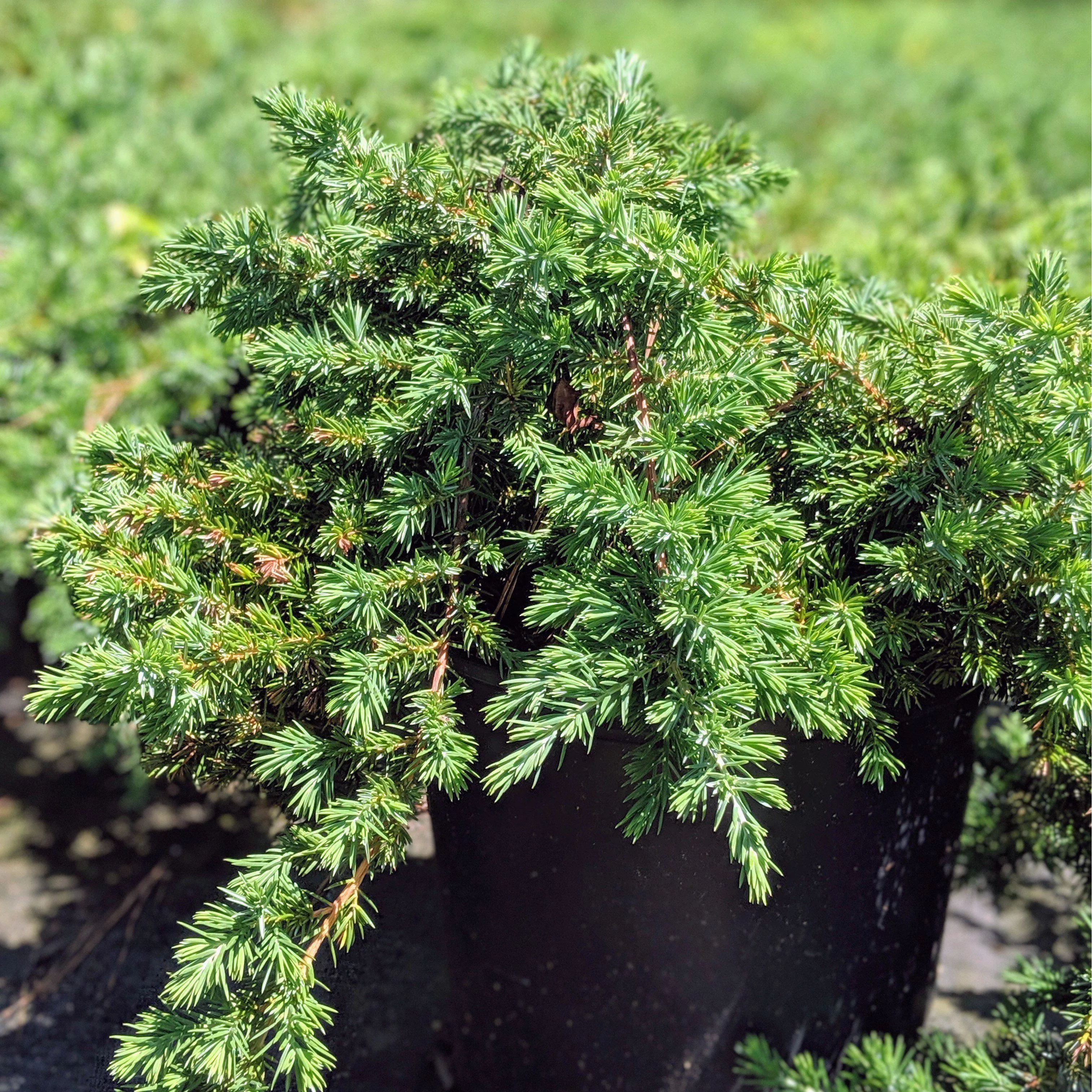 Juniperus chinensis 'Pfitzeriana Compacta'- Compact Pfitzer Juniper