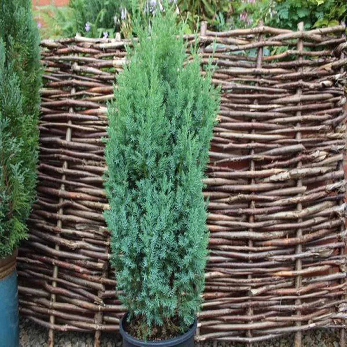 Juniperus chinensis PyramidalisChinese juniper
