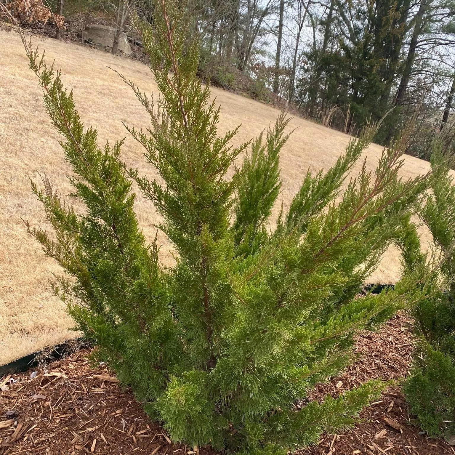 Juniperus chinensis 'Sea Green'- Sea Green Juniper