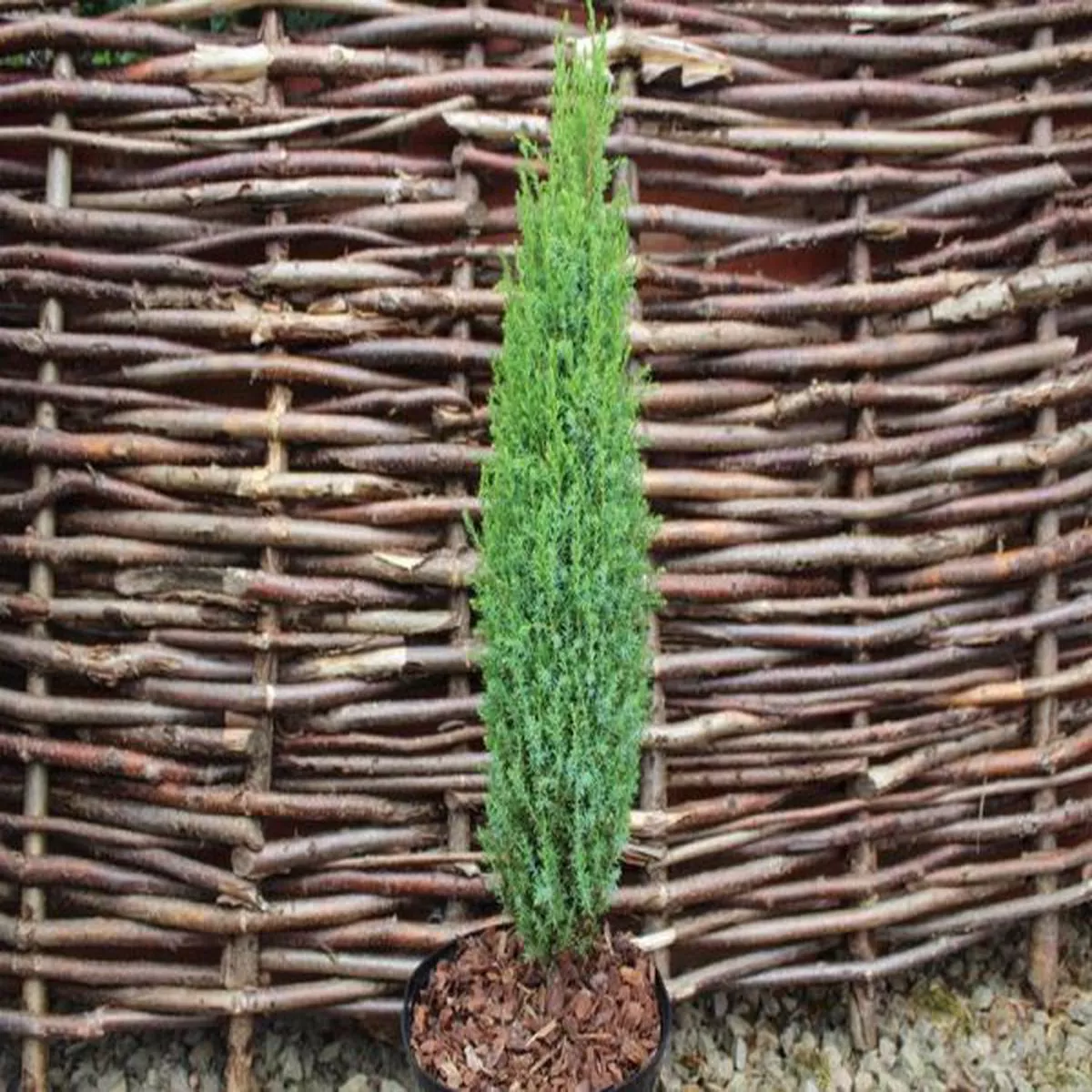 Juniperus communis Compressa 10 LitreJuniper