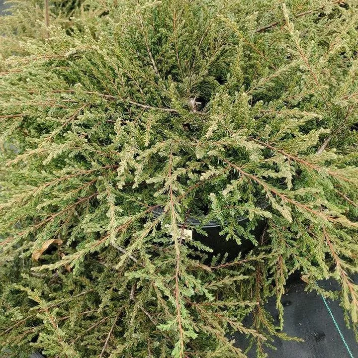 Juniperus communis 'Mondap'- Alpine Carpet Juniper