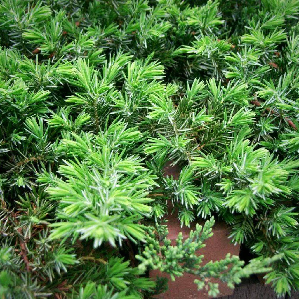 Juniperus conferta 'Blue Pacific'- Blue Pacific Shore Juniper