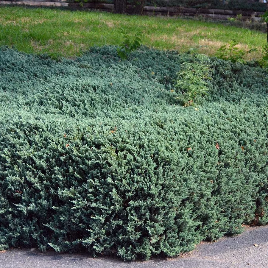 Juniperus horizontalis 'Bar Harbor'- Bar Harbor Juniper