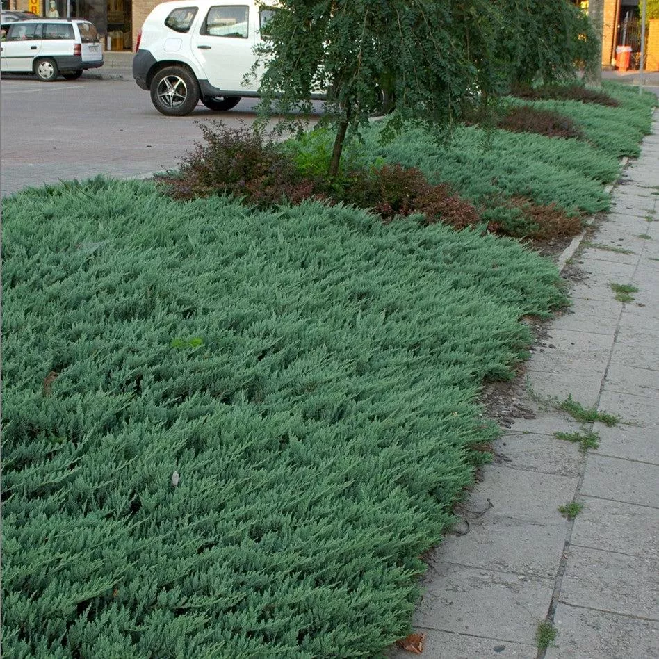 Juniperus horizontalis 'Blue Chip'- Blue Chip Juniper