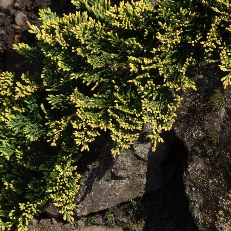 Juniperus horizontalis 'Golden Carpet'- Golden Carpet Creeping Juniper