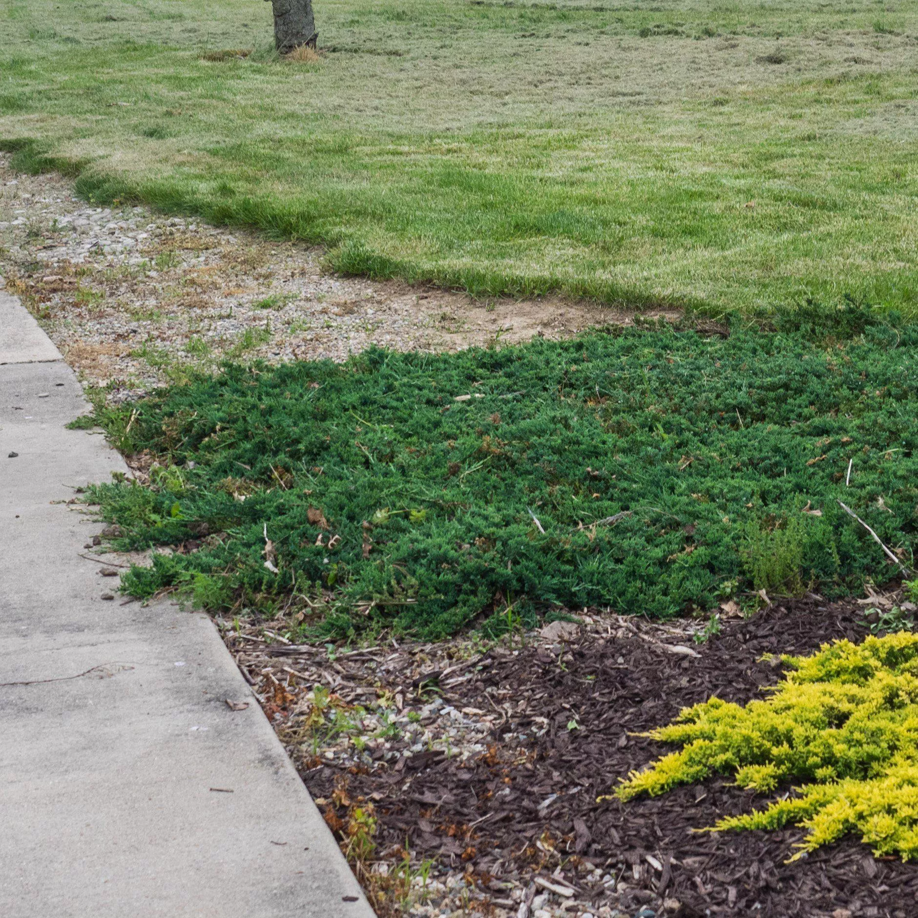 Juniperus horizontalis 'Wiltonii'- Blue Rug Juniper