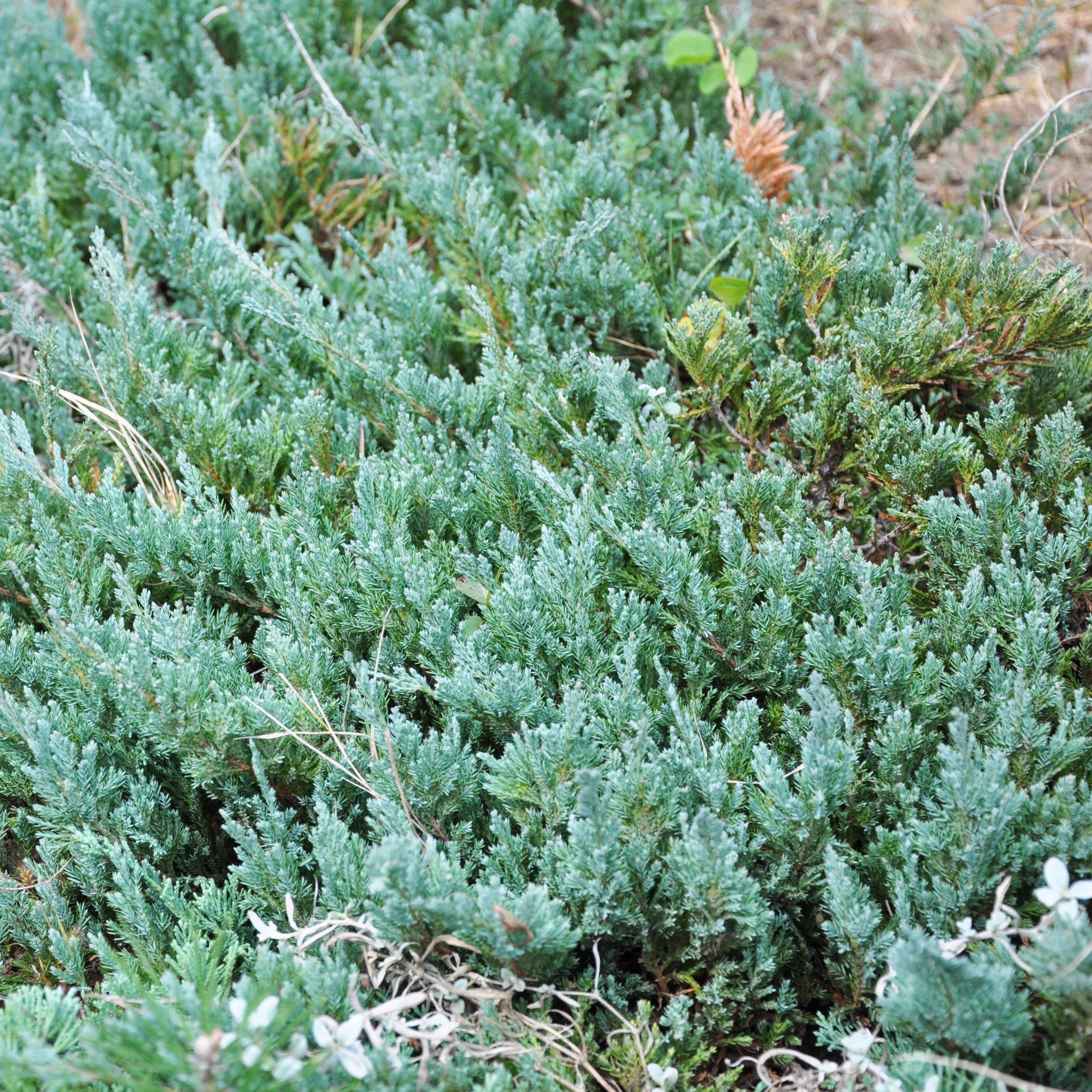 Juniperus horizontalis 'Youngstown'- Youngstown Creeping Juniper